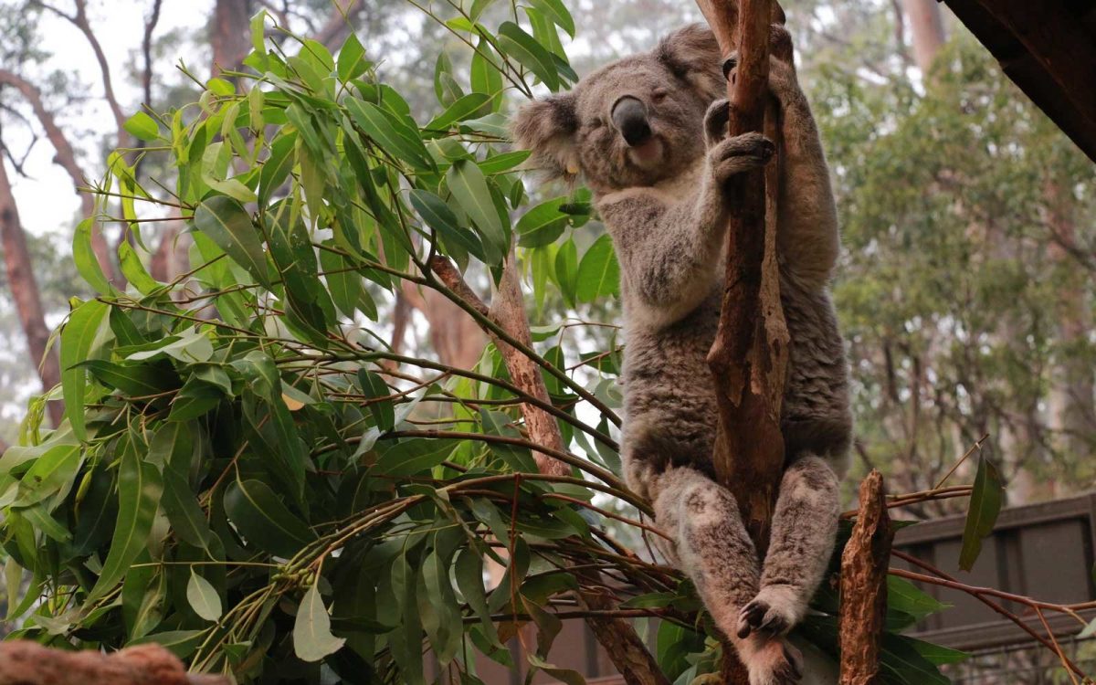 Koalas in Trouble Following the Destruction of their Habitat in