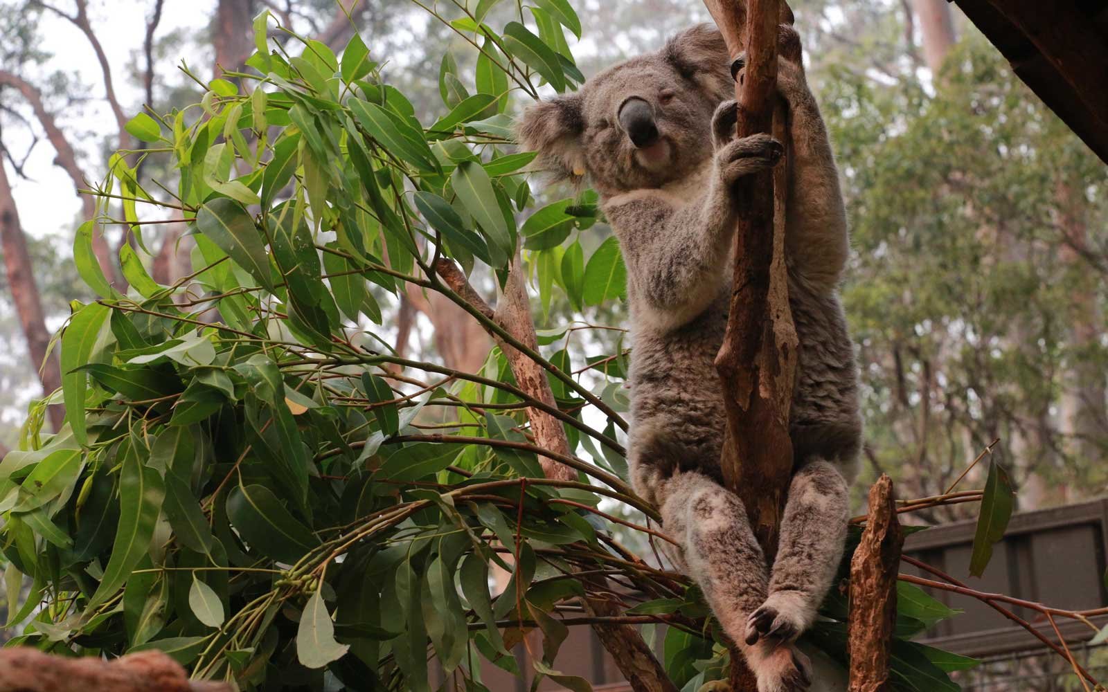 Koalas in Trouble Following the Destruction of their Habitat in