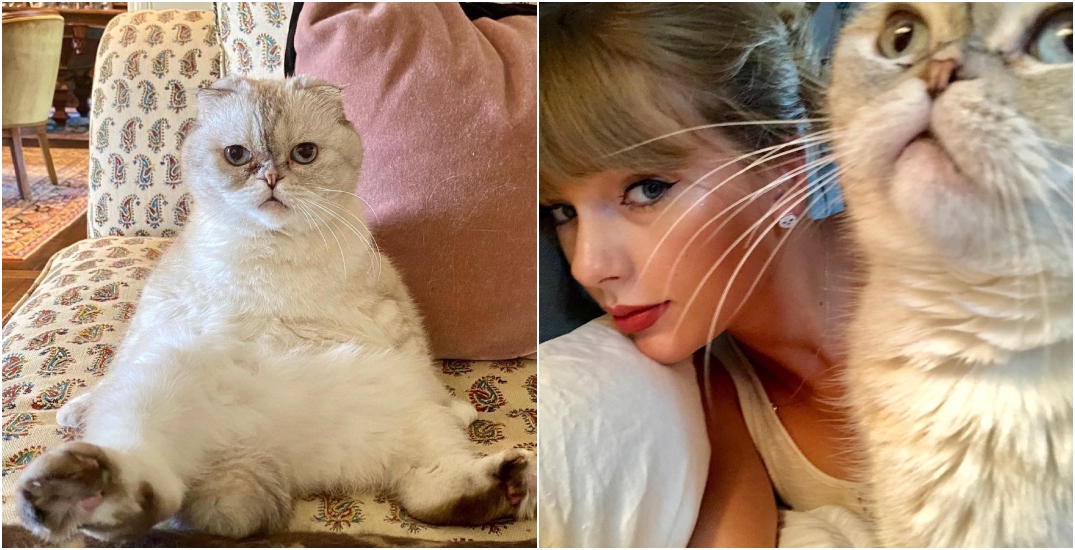 Taylor Swift s Cat Becomes 3rd Richest Pet In The World taylor-swift-s-cat-becomes-3rd-richest-pet-in-the-world