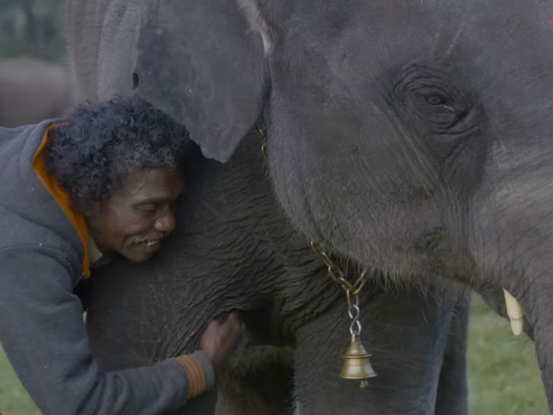 The Elephant Whisperer wins Oscar 2023 nomination love The Elephant Whisperer wins Oscar 2023 nomination love