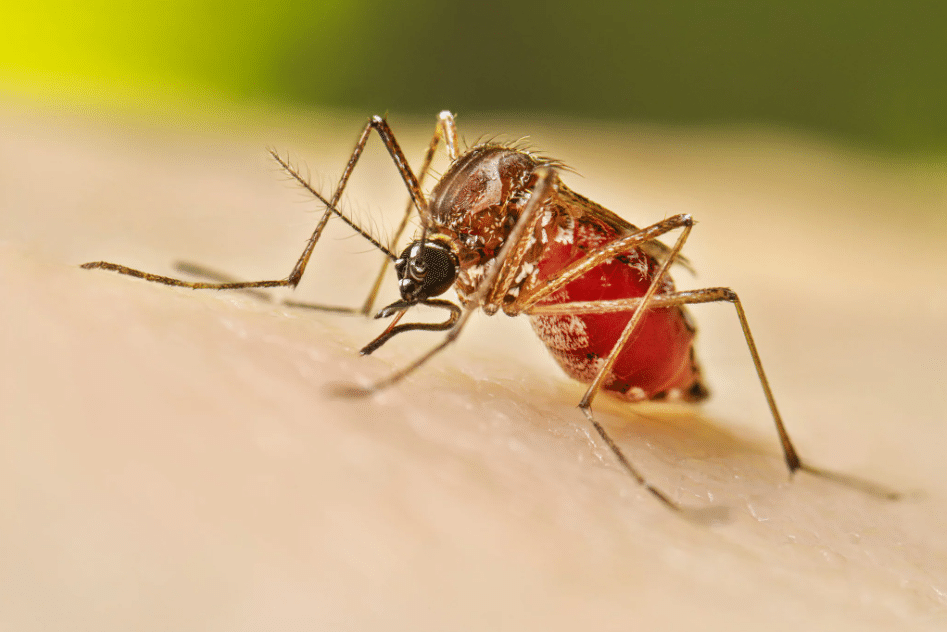 Dengue symptoms